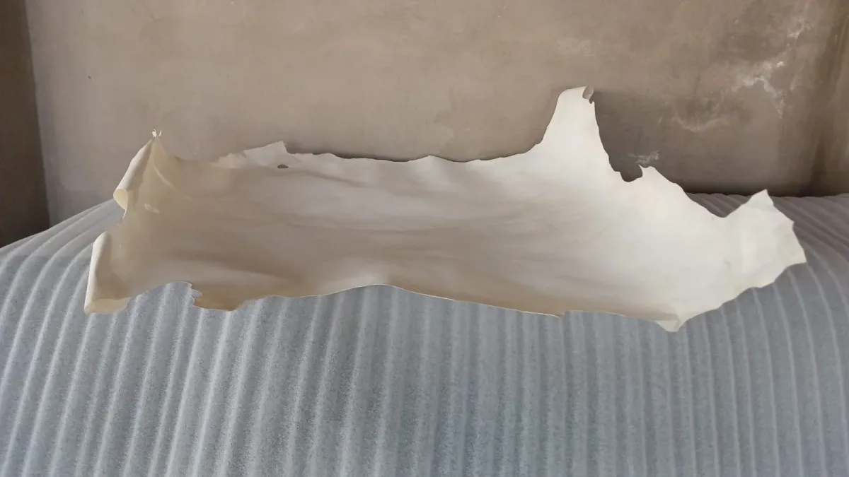 Natural parchment skin horizontal view